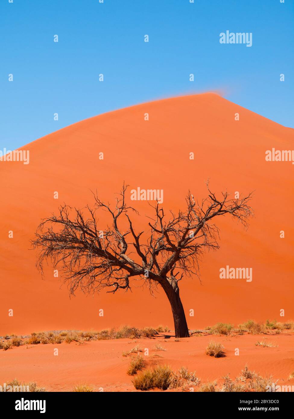 Acacia tree in front of Dune 45 in Namid desert (Namib Naukluft ...