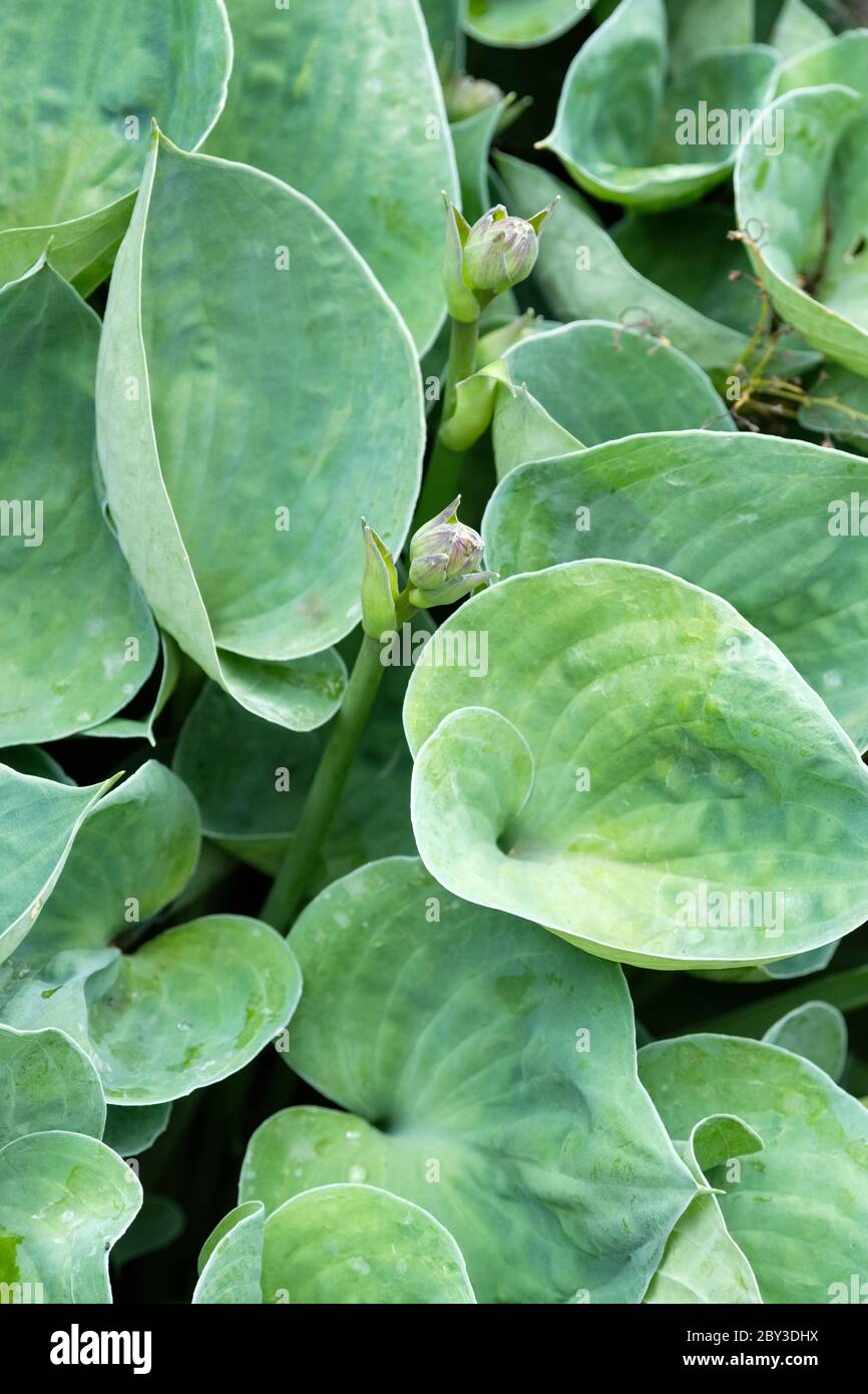 Plantain Lily La Donna High Resolution Stock Photography And Images Alamy