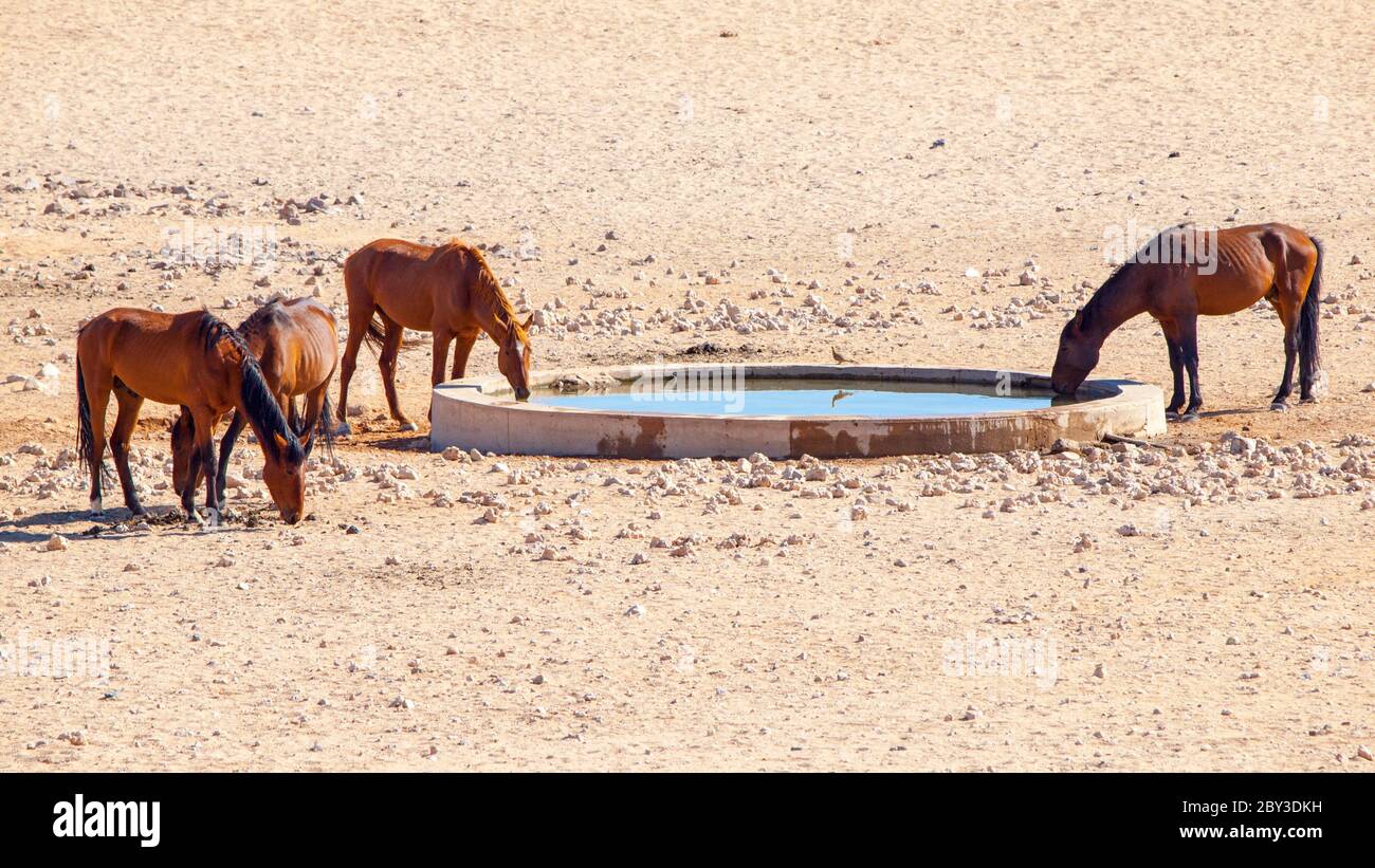 Namib Desert Horse, front view - Silhouette - Vector Illustration Stock  Vector