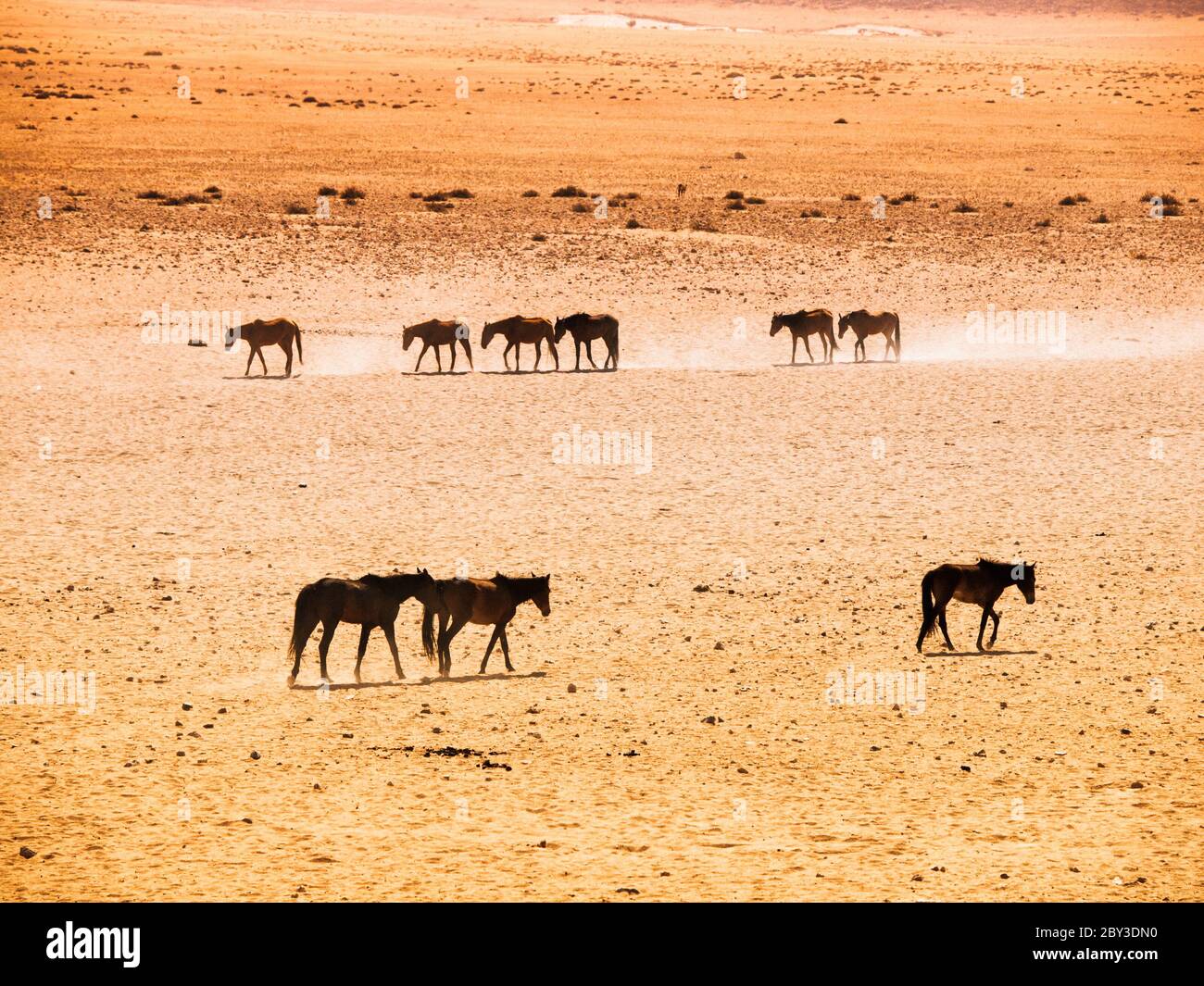 The Namib Desert feral horses herd at waterhole near Aus, Namibia, Africa. Stock Photo