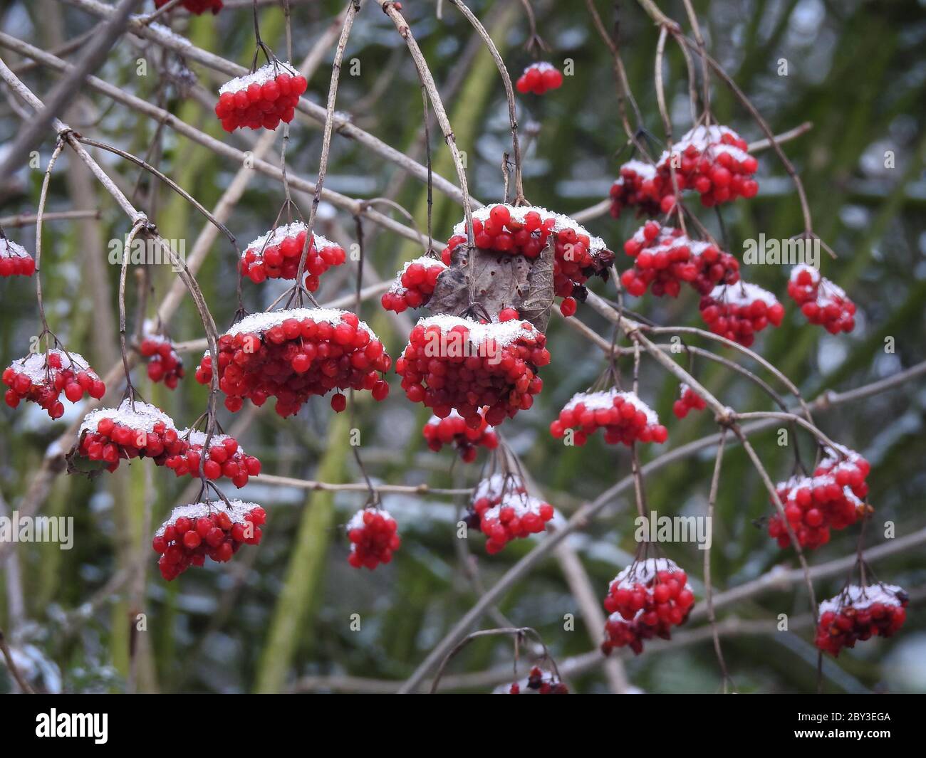 Red berries covered with a thin layer of snow Stock Photo - Alamy