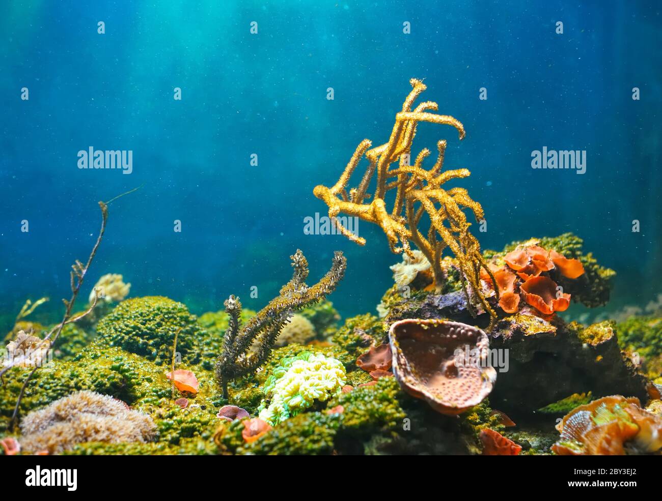 Colorful underwater world Stock Photo