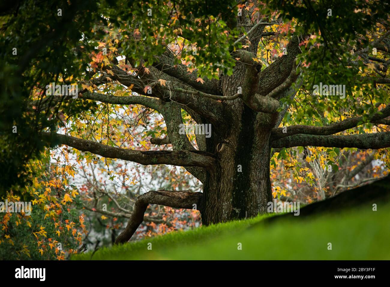 A huge deciduous tree with beautiful golden and yellow leaves in autumn ...