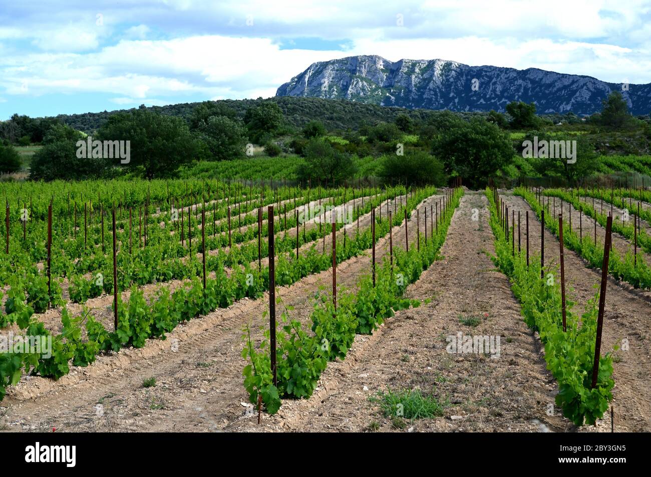 Vineyard with the Pic Saint Loup in the background Stock Photo