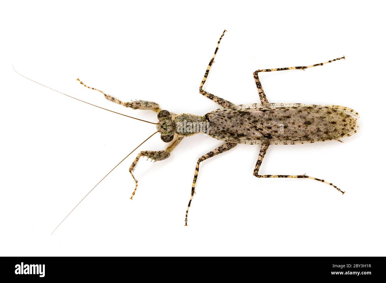 Image of Camouflaged bark mantis (Liturgusa sp.) on white background. Insect. Animal. Stock Photo