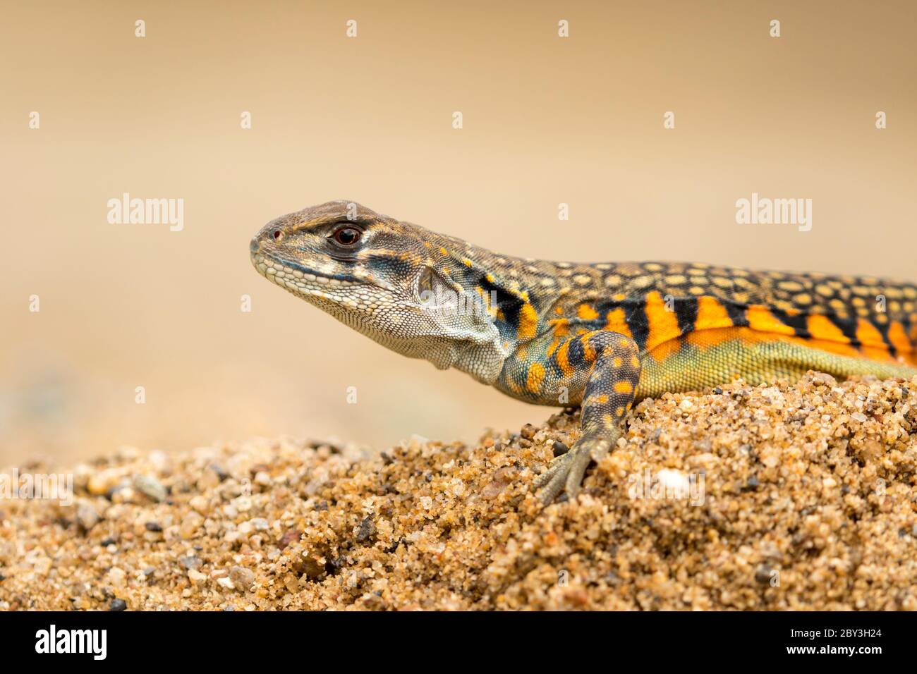 Image of Butterfly Agama Lizard (Leiolepis Cuvier) on the sand. Reptile Animal Stock Photo