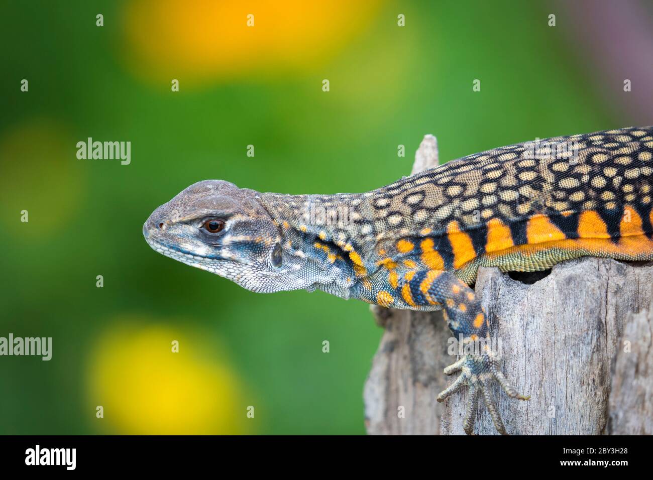 Image of Butterfly Agama Lizard (Leiolepis Cuvier) on nature background. . Reptile Animal Stock Photo