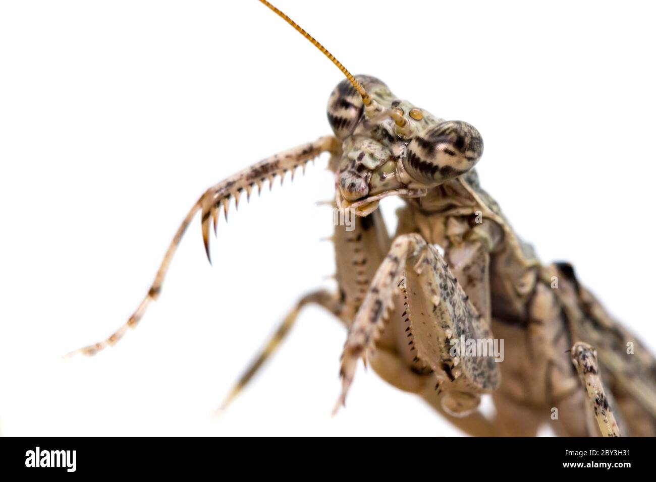 Image of Camouflaged bark mantis (Liturgusa sp.) on white background. Insect. Animal. Stock Photo