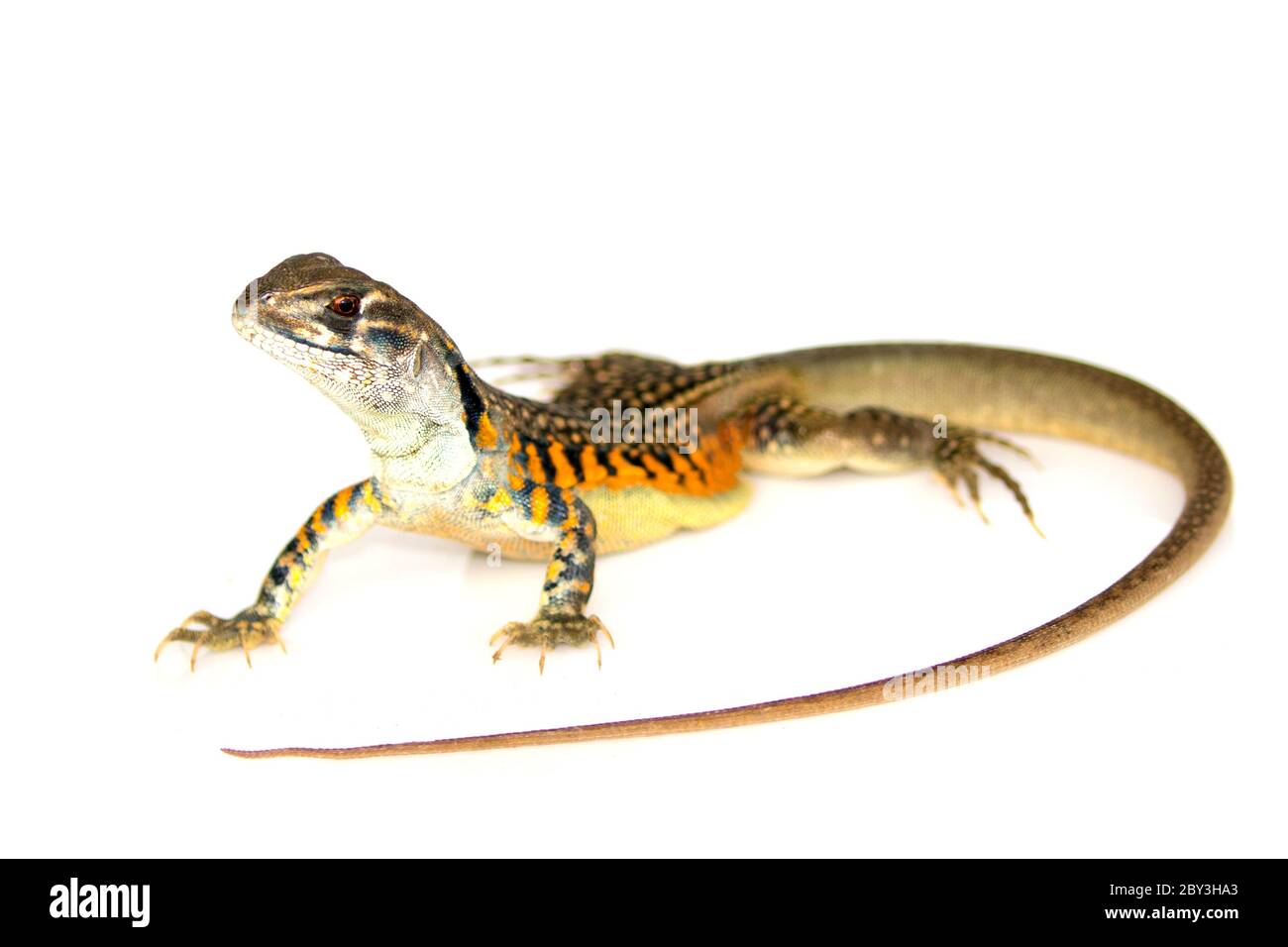 Image of Butterfly Agama Lizard (Leiolepis Cuvier) on white background. Reptile Animal Stock Photo