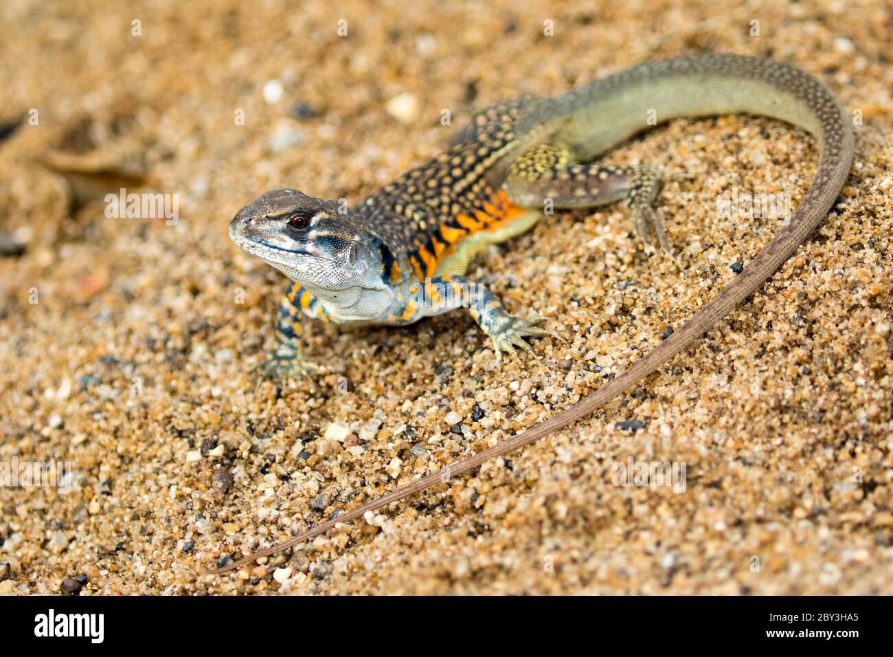 Image of Butterfly Agama Lizard (Leiolepis Cuvier) on the sand. Reptile Animal Stock Photo