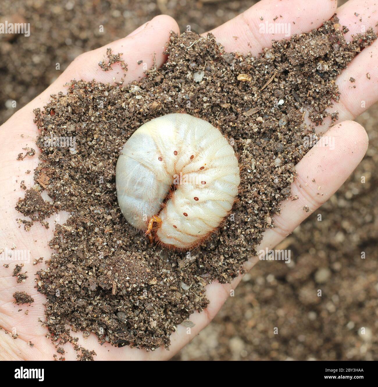 Image of grub worms in the human hand Stock Photo Alamy