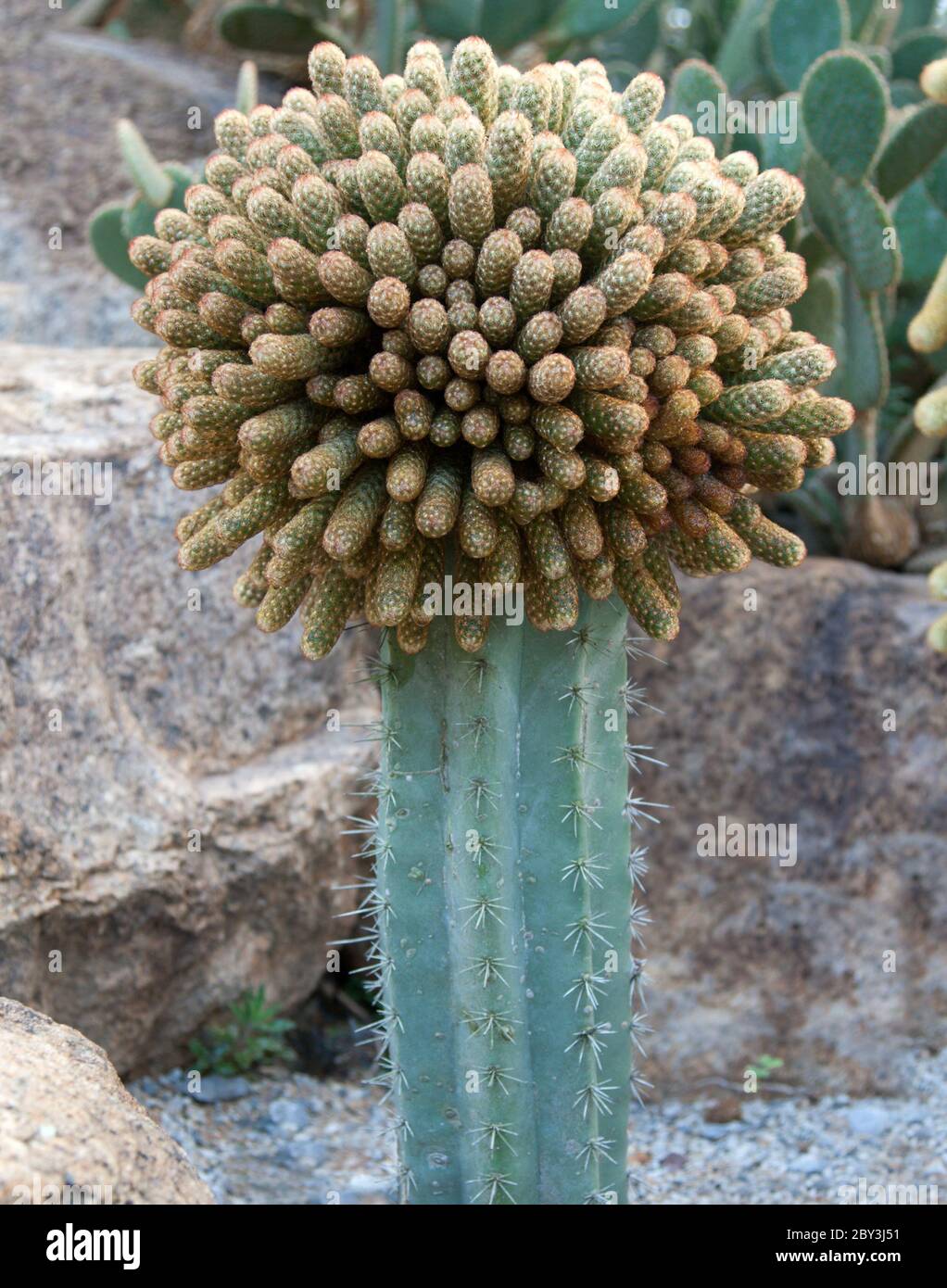 Blue cactus Stock Photo
