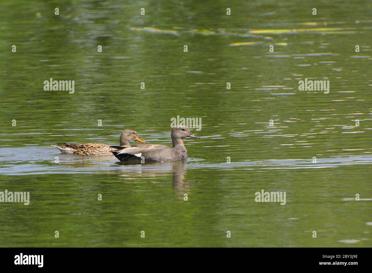 gossip ducks Stock Photo