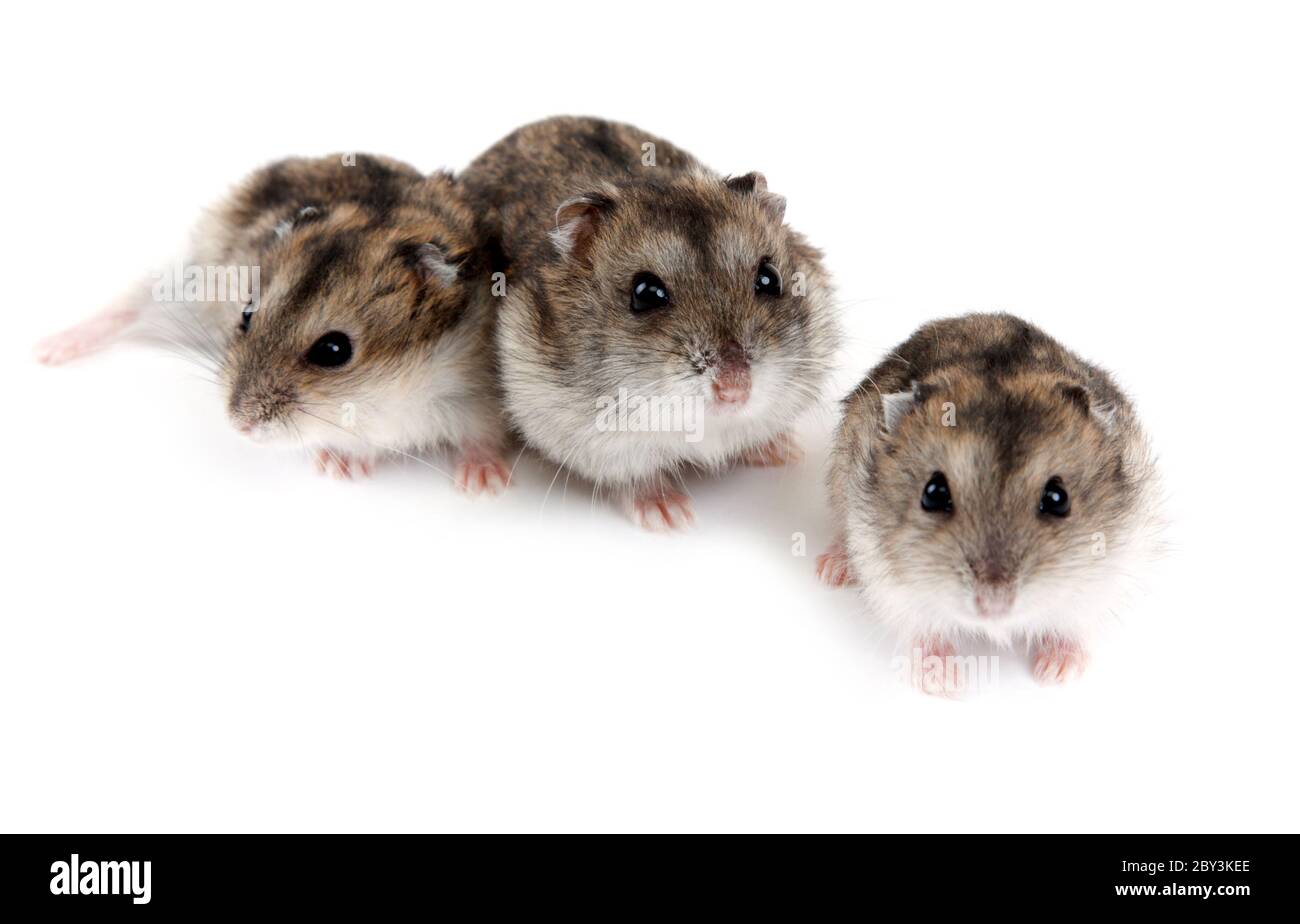 Three Hamsters Stock Photo Alamy