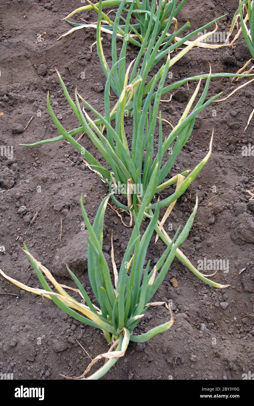 Onion rows hi-res stock photography and images - Alamy