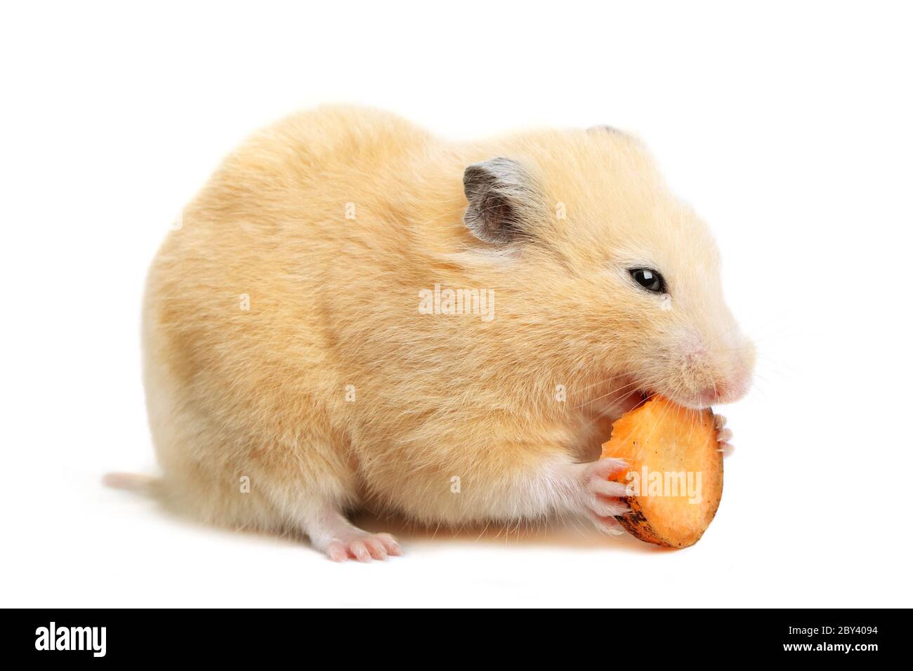 Funny hamster eats Stock Photo