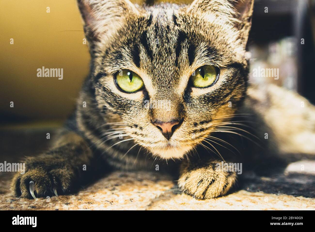 Cute tabby cat with green eyes looks at camera. Close-up portrait of a ...