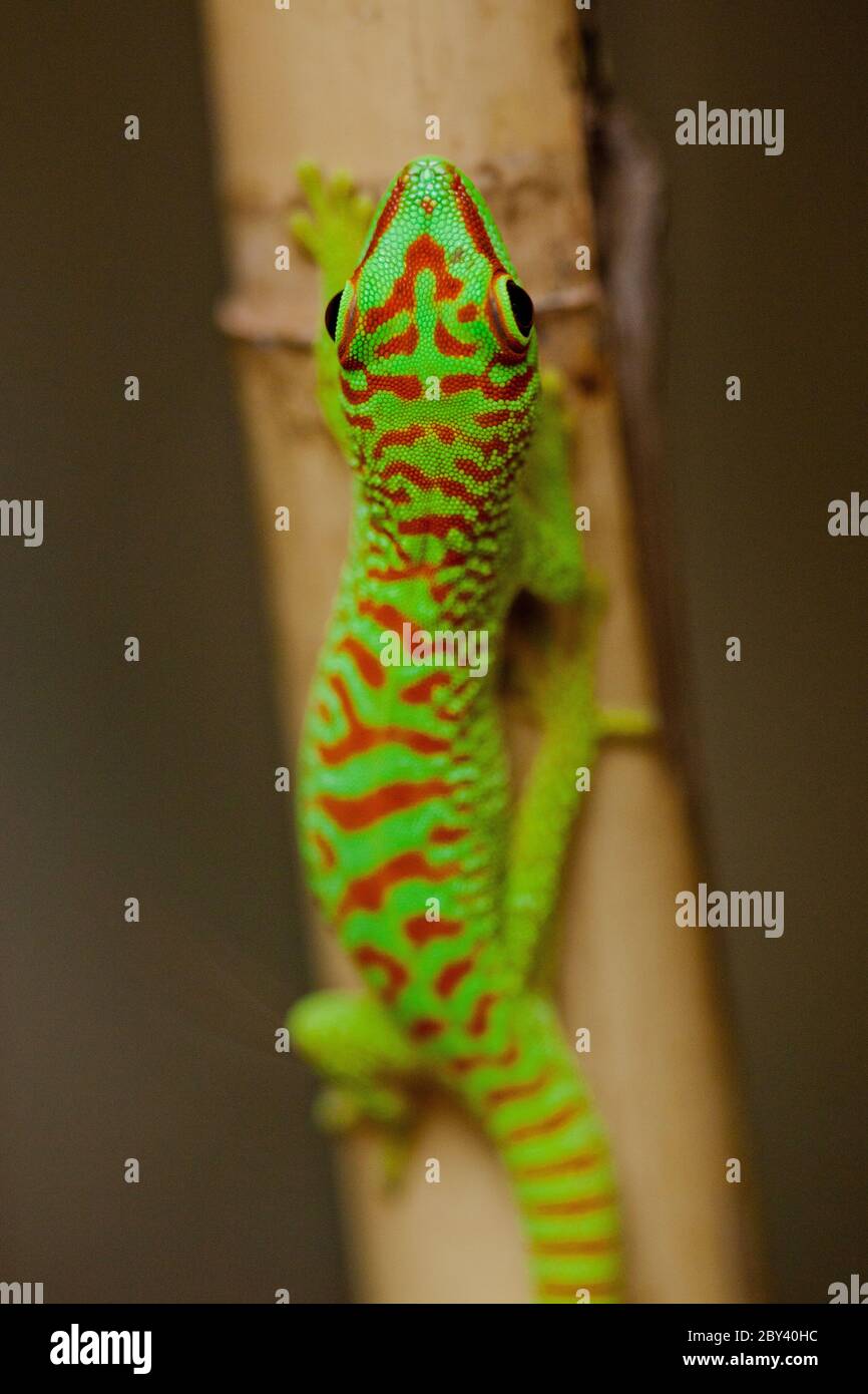 Madagascar day gecko (Phelsuma madagascariensis) Stock Photo