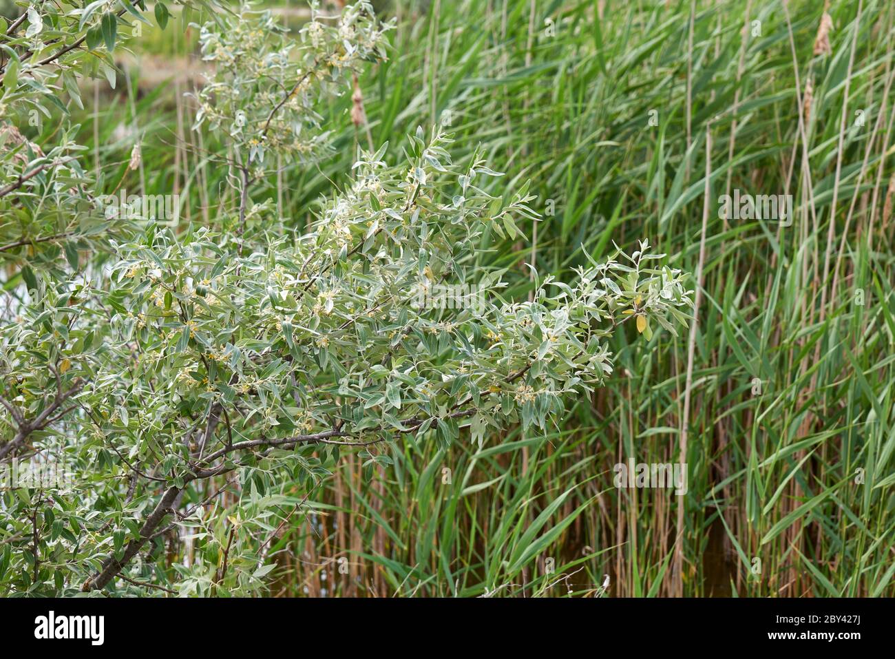 branch of silver goof with yellow flowers and green leaves, close up Stock Photo
