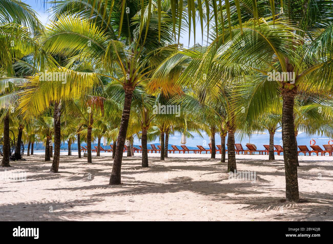 Green coconut palm trees and sun loungers on white sandy beach near South China Sea on the island of Phu Quoc, Vietnam. Travel and nature concept Stock Photo