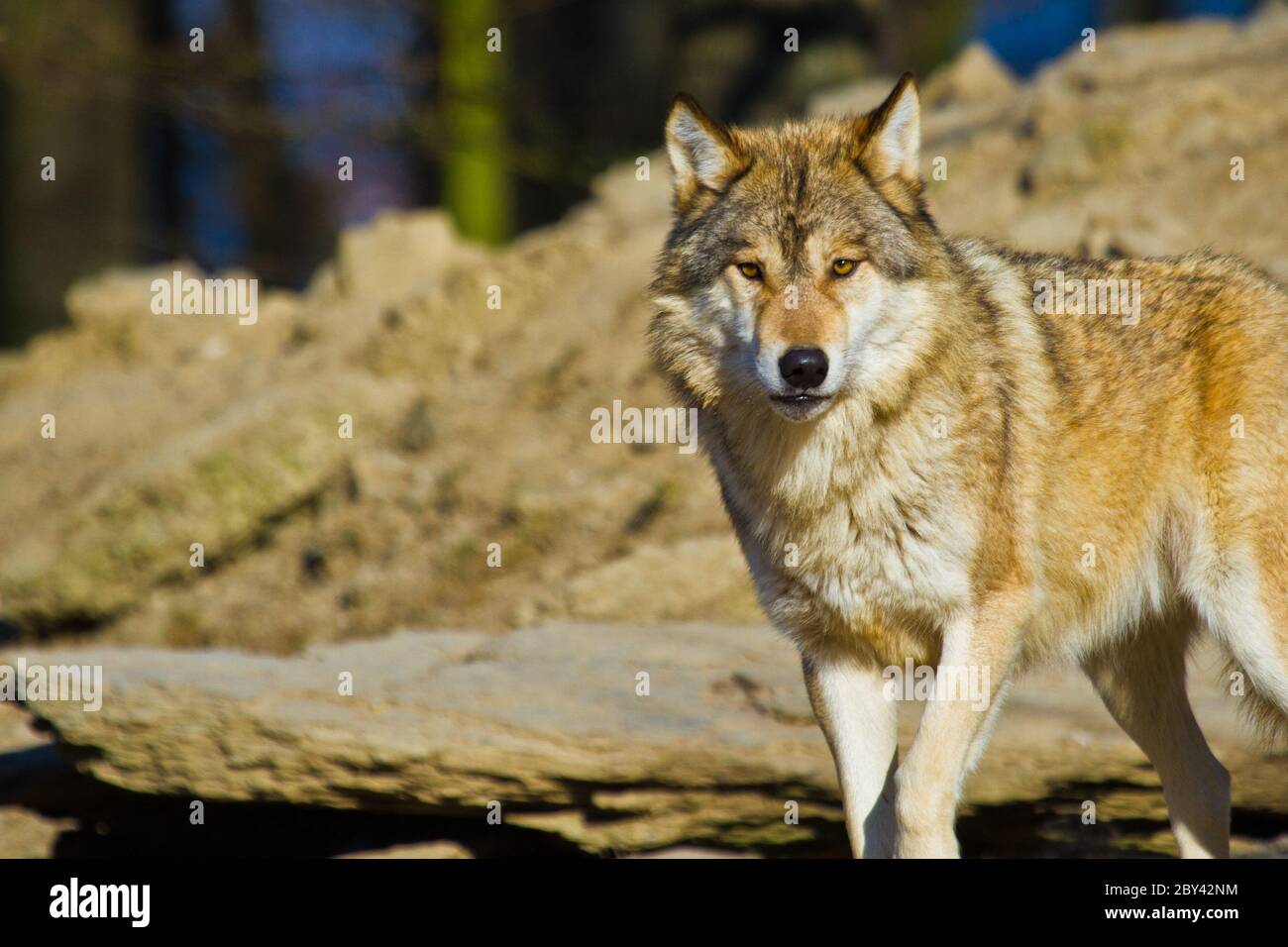 Timberwolf oder Amerikanischer Grauwolf (Canis lup Stock Photo - Alamy