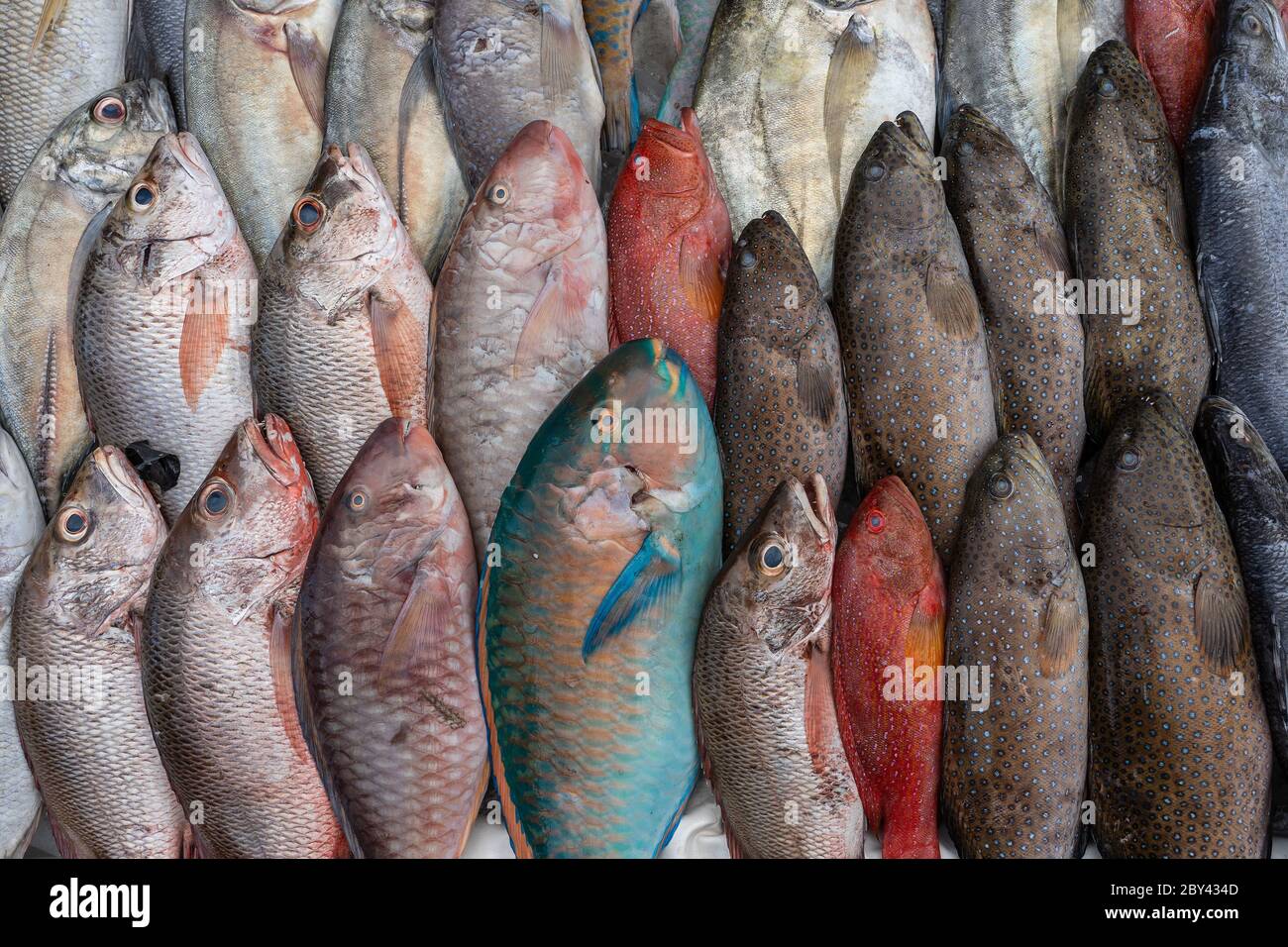 Fresh sea fish for sell at the street food market in Kota Kinabalu, island Borneo, Malaysia, close up seafood Stock Photo