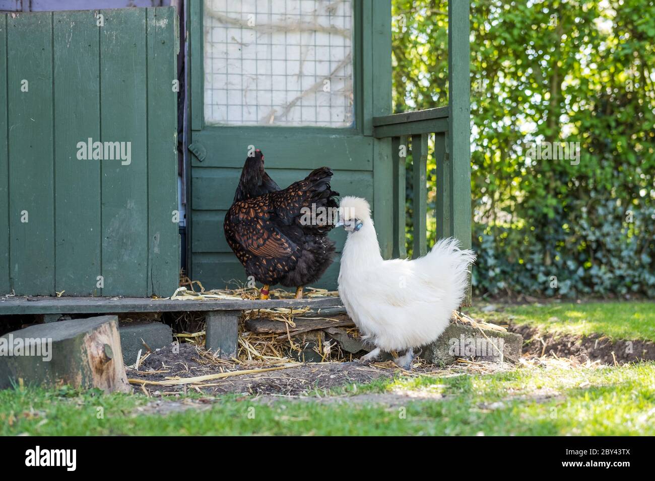 Adult Silkie and Wyandotte chickens seen outside an old Wendy house, now used as a chicken coop