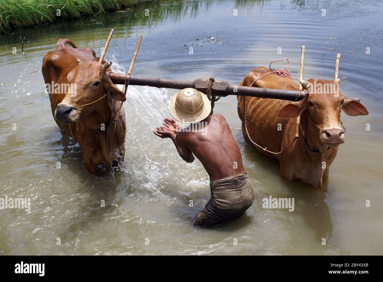 Man and cattle Stock Photo - Alamy