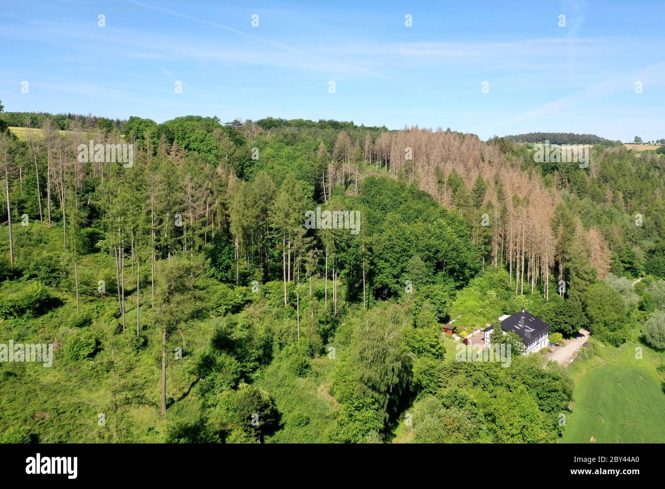Fichten, Fichte sind vertrocknet und durch Borkenkäfer geschädigt, Fichtenwald, Fichtenwälder, Nadelwälder, Nadelwald, Fichtensterben, Waldsterben, Kl Stock Photo