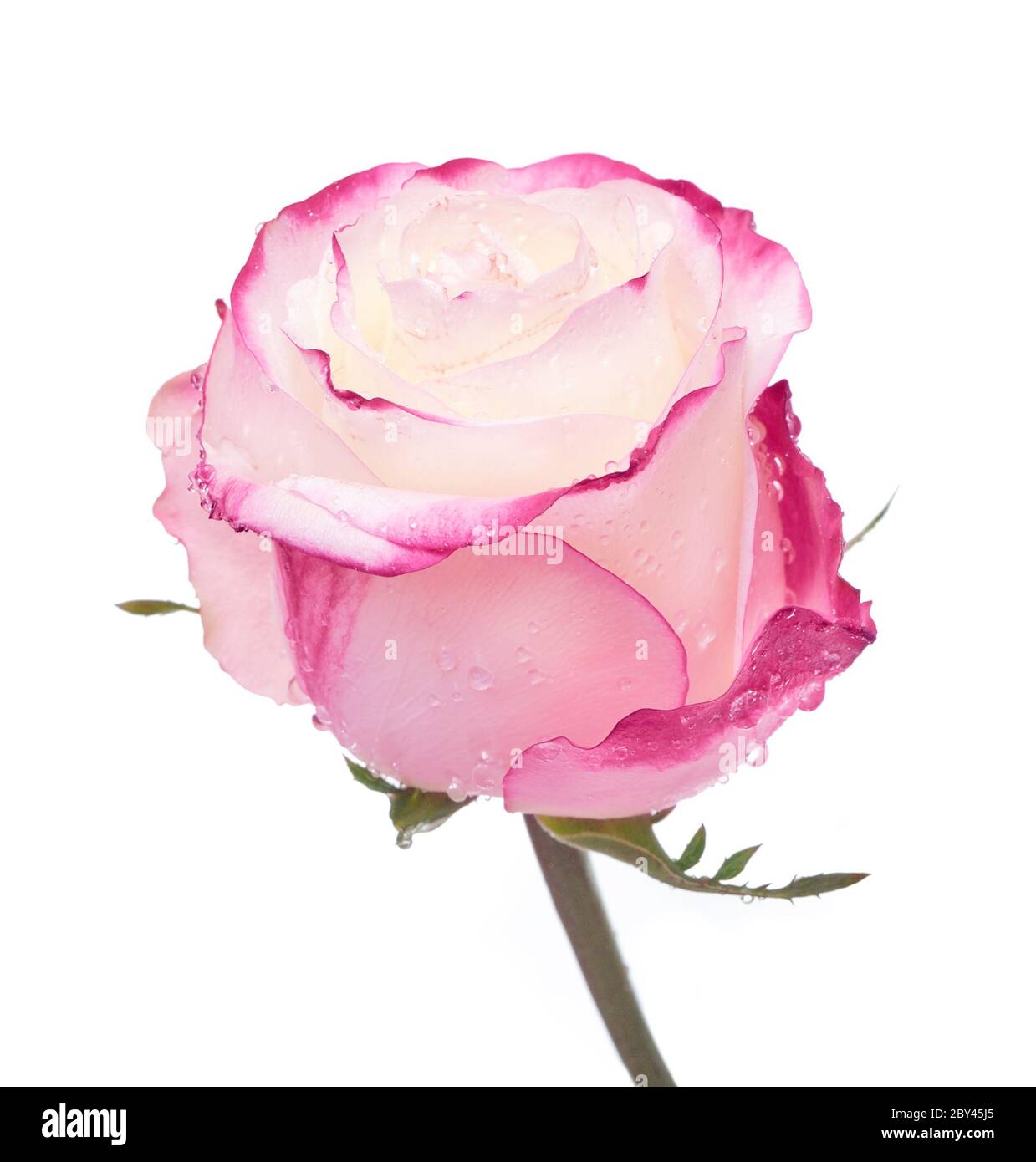 One beautiful rose with dew Stock Photo - Alamy