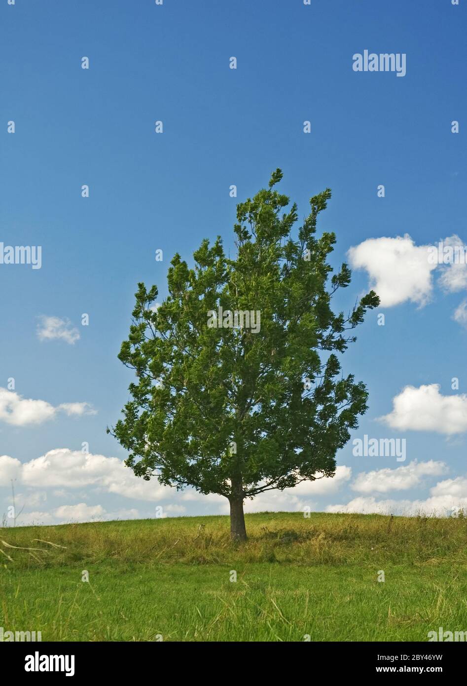 Tree hill branches spring hi-res stock photography and images - Alamy