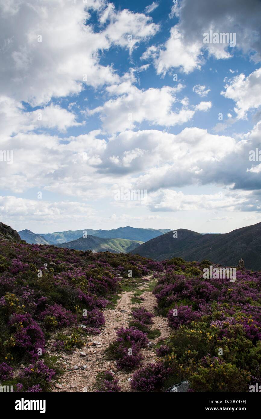 Harmonious view of mountain range on a trail covered with colourful spring vegetation under a blue cloudy sky, with cloud shadows over the tops. Lands Stock Photo