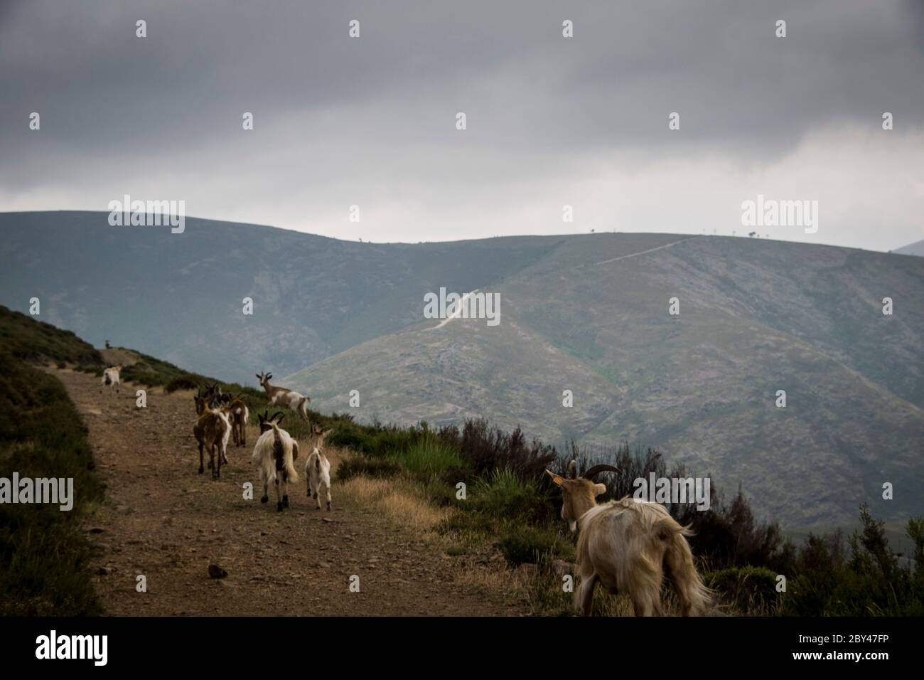 A herd of goats runs by on the trail of a mountain landscape. Cloudy and grey weather. Landscape view Stock Photo