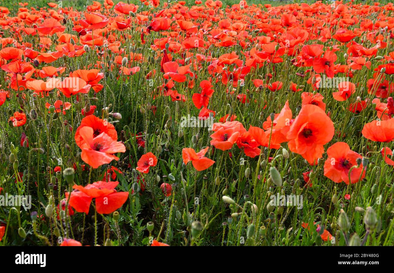 Landscape field red poppy hi-res stock photography and images - Alamy