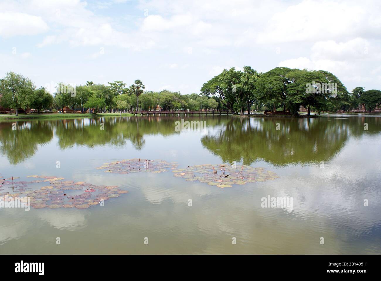 Big green pond Stock Photo