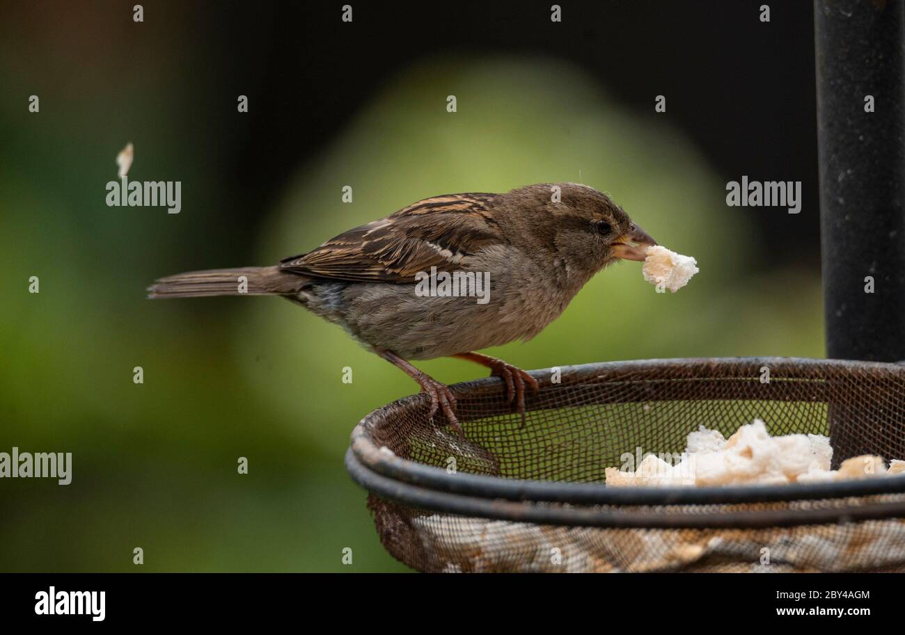 Female house sparrow. British garden bird eating bread / breadcrumbs