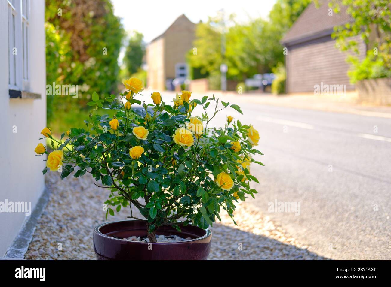 New blooming yellow roses seen out side the front of a white painted ...