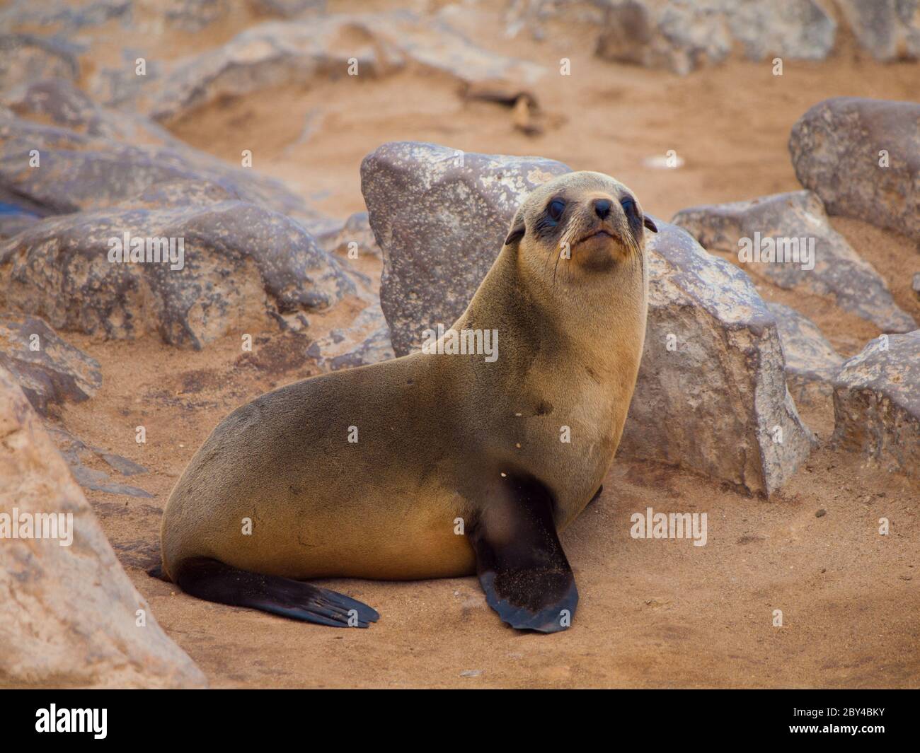 Young brown Fur Seal (Arctocephalus pusillus) Stock Photo