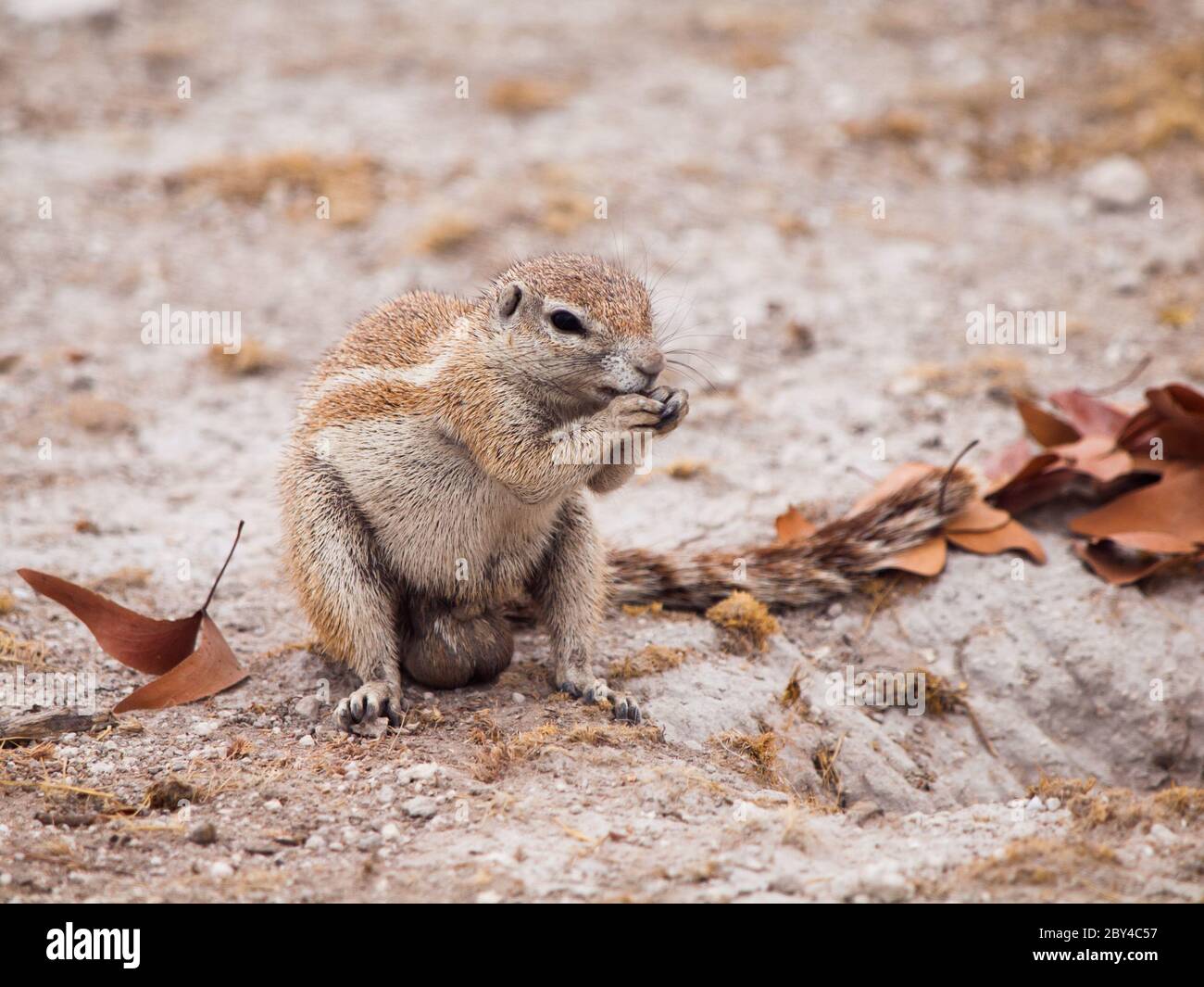 South African ground squirrel, Xerus inauris, sitting and eating, Etosha National Park, Namibia Stock Photo