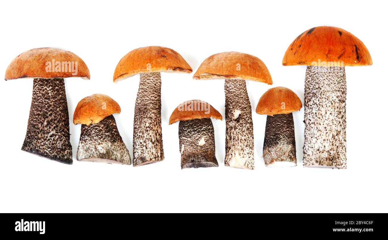 Timber fresh mushrooms Stock Photo