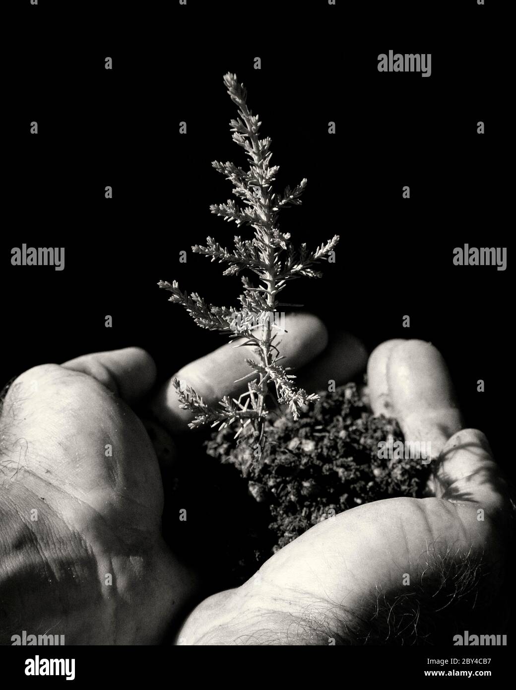 two hands hold a clod of earth with a newborn cypress tree Stock Photo