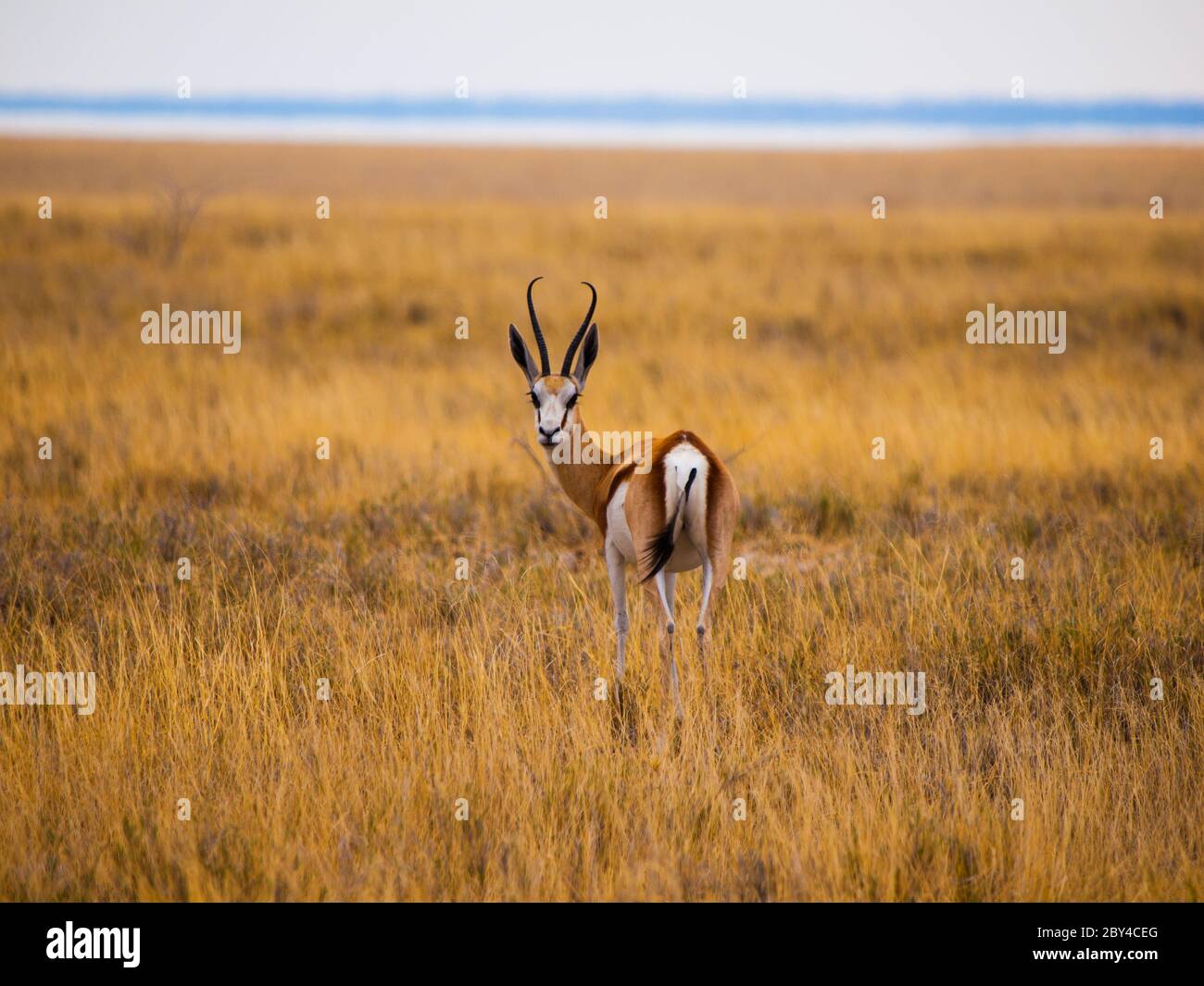 Young impala on safari game drive (Etosha National Park, Namibia) Stock Photo