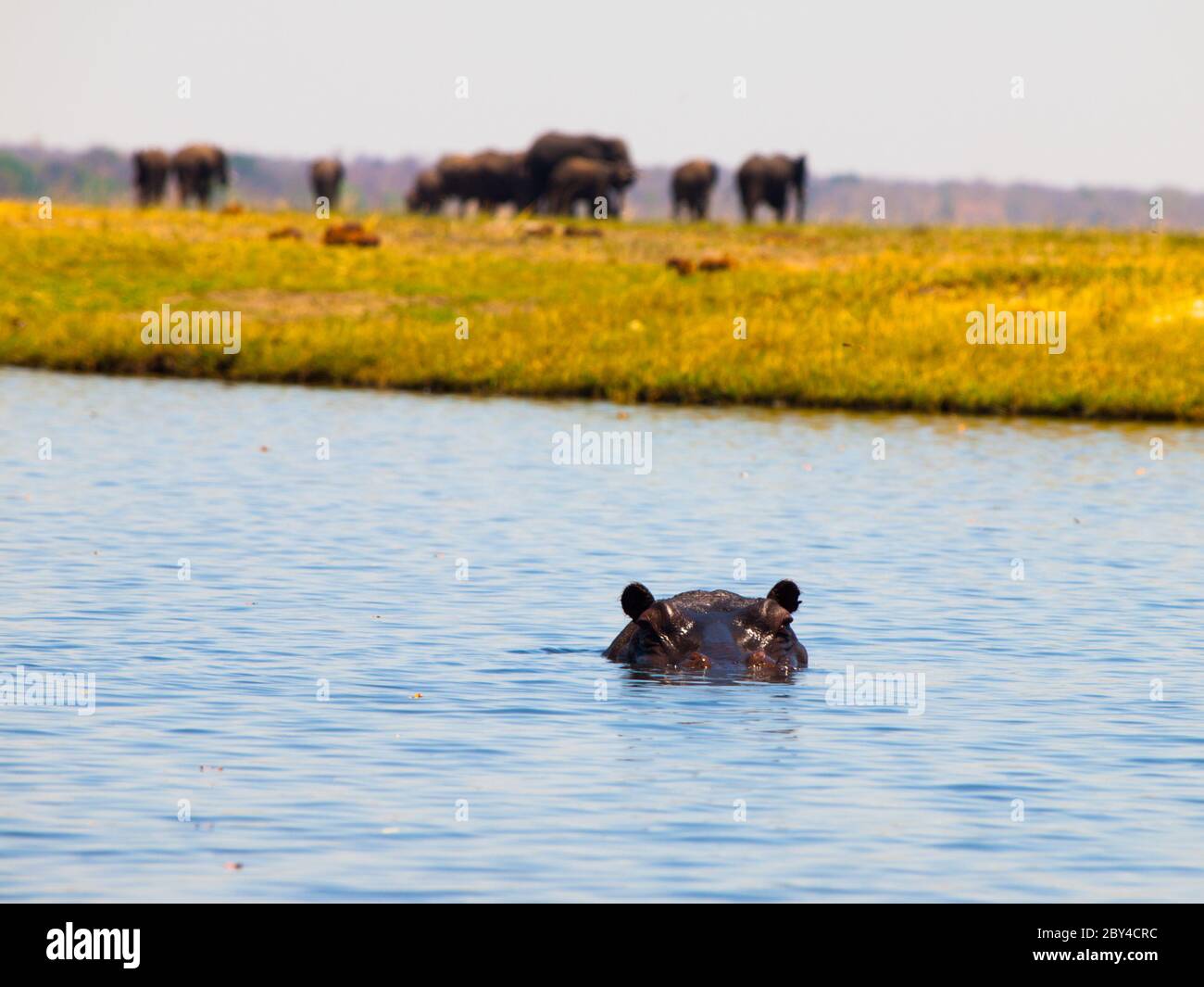 Hippo completely sunk below the river surface. Only eyes and ears are visible. Unfocused elephant herd on a background. Stock Photo
