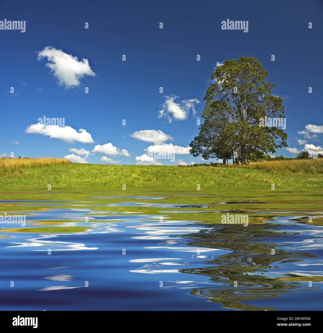 deep blue sky and tree in the field Stock Photo - Alamy