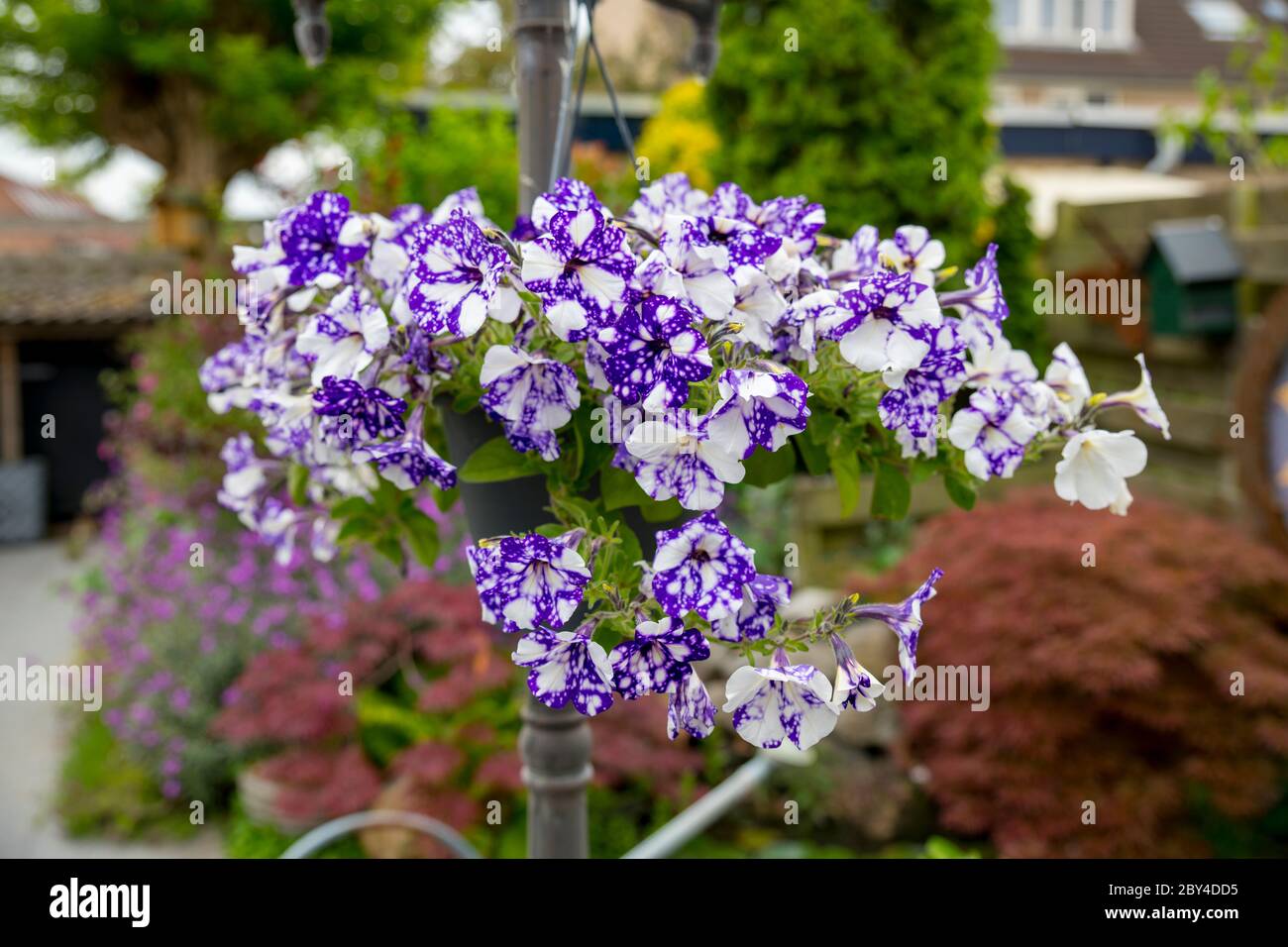 Hanging basket flowers hi-res stock photography and images - Alamy