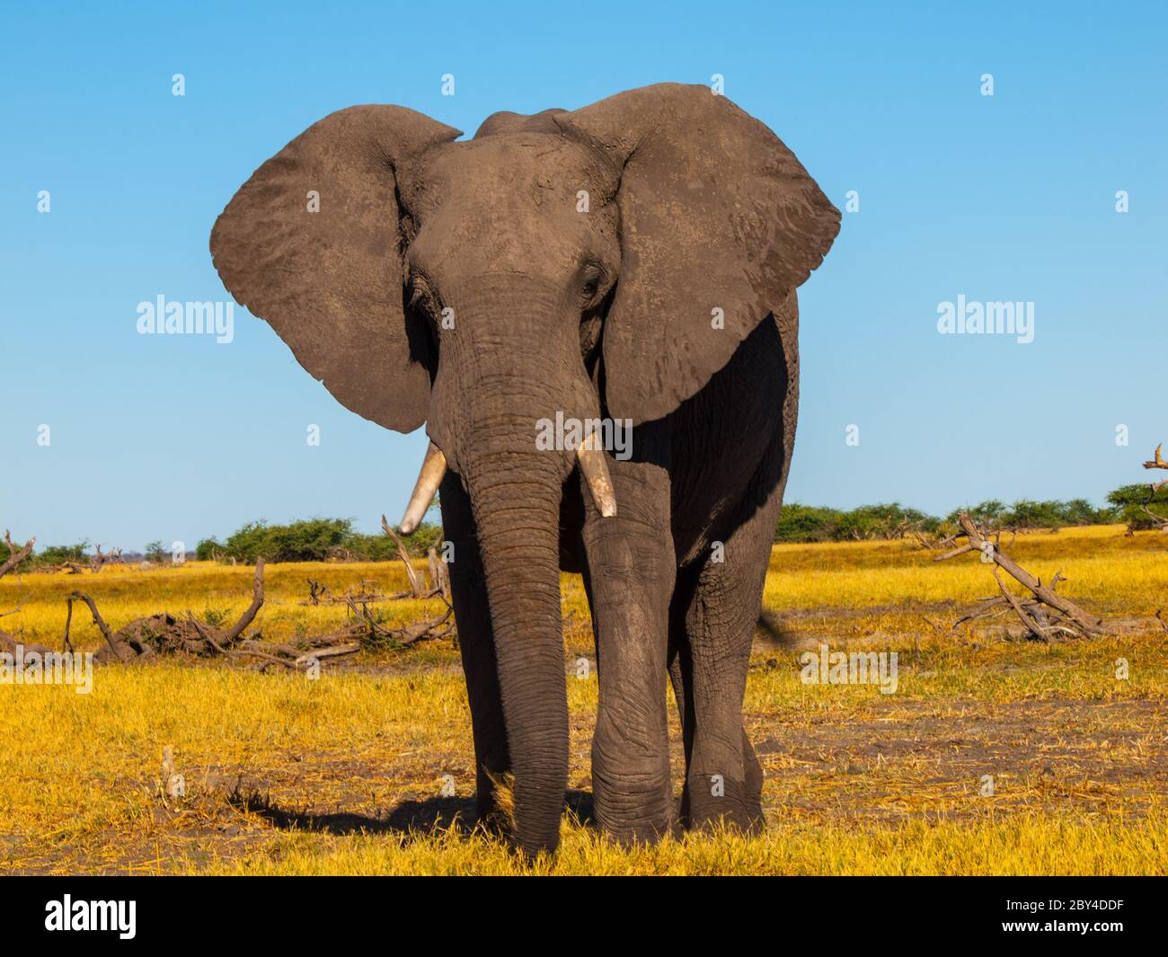 Standing african elephant in sunny day Stock Photo - Alamy