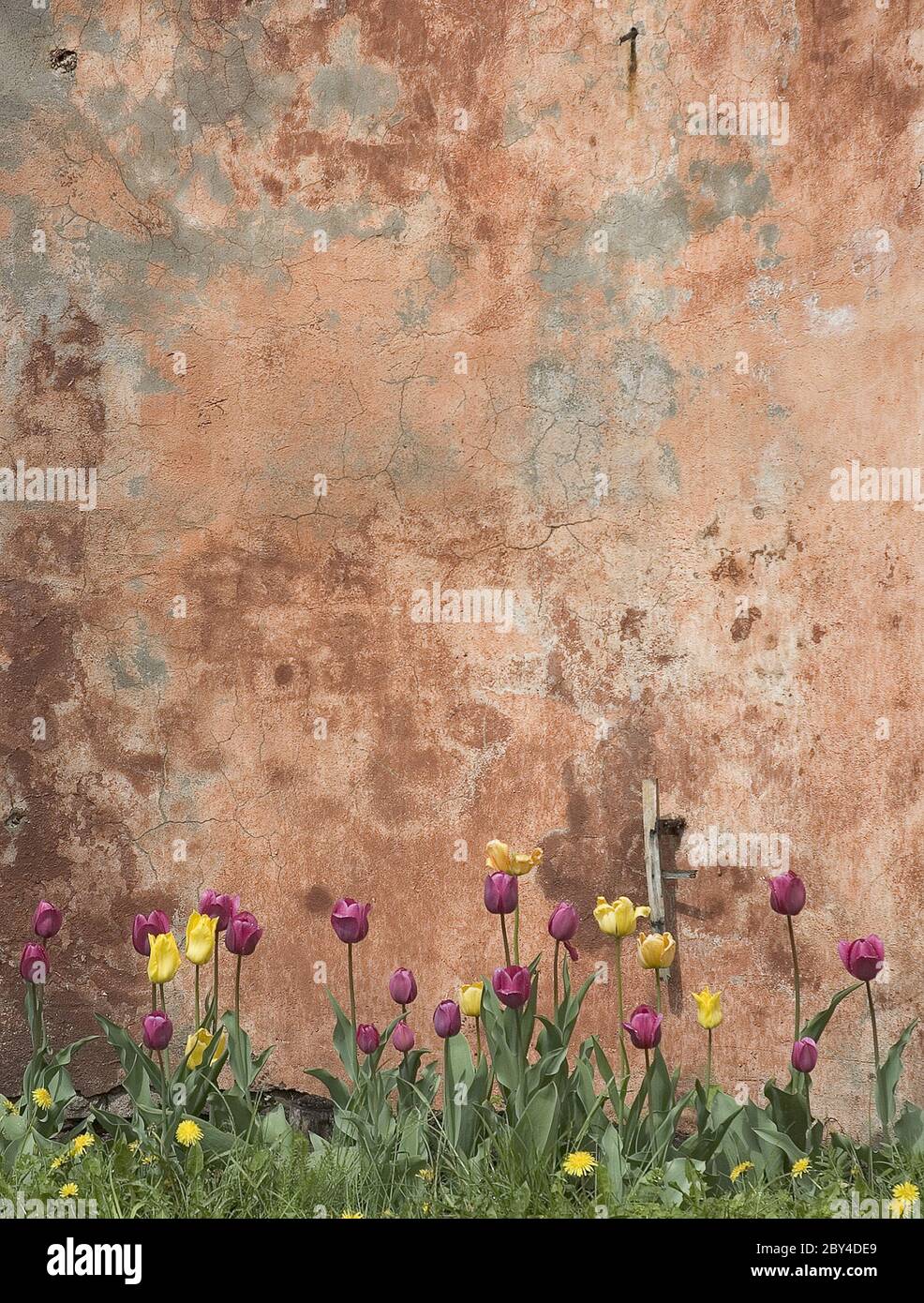 grunge wall with tulips Stock Photo