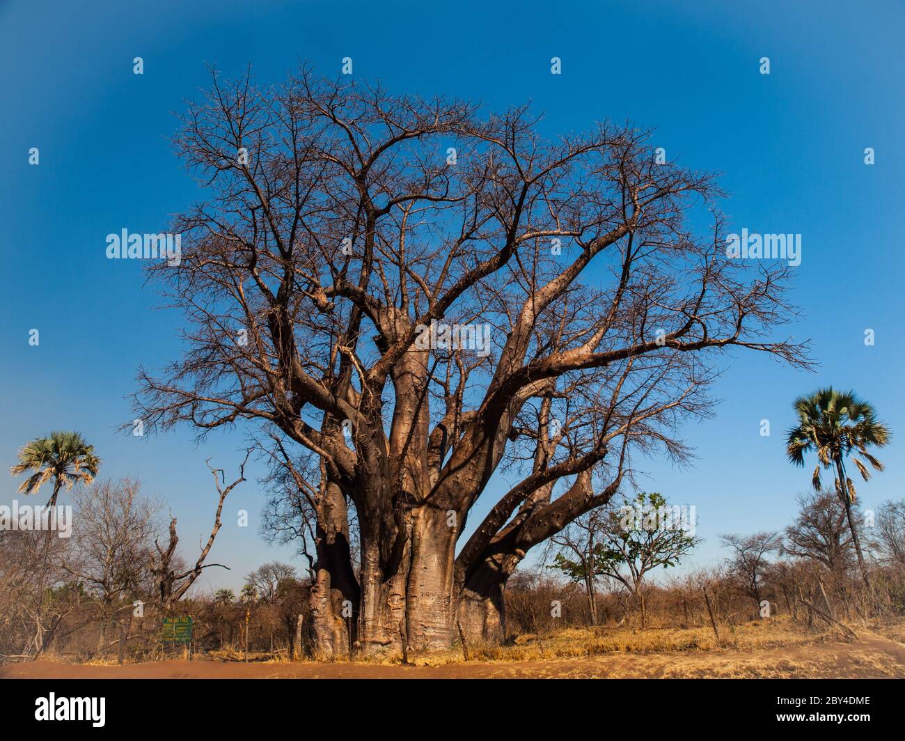 Big baobab tree near Victoria falls (Zimbabwe) Stock Photo