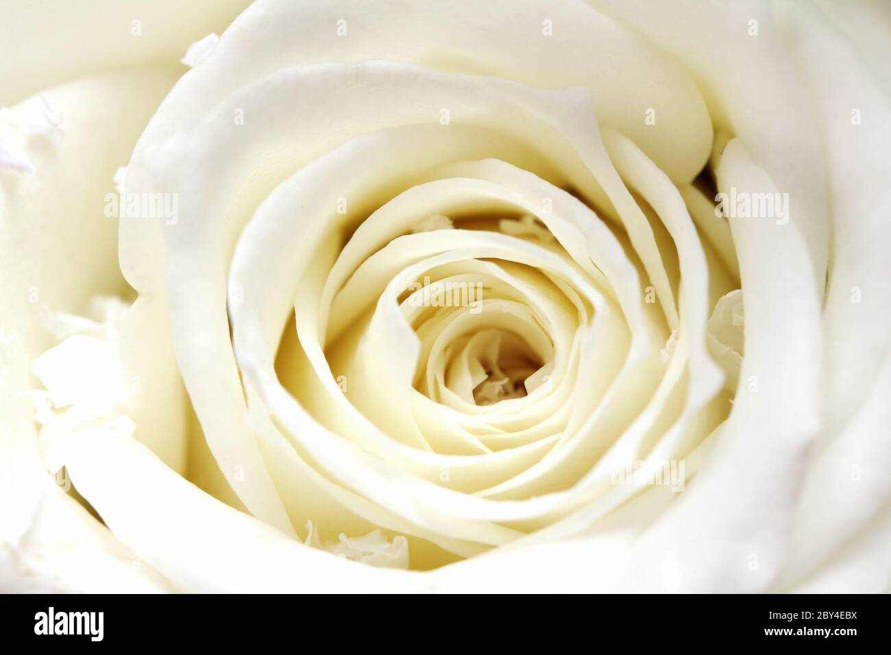 White rose close hi-res stock photography and images - Alamy