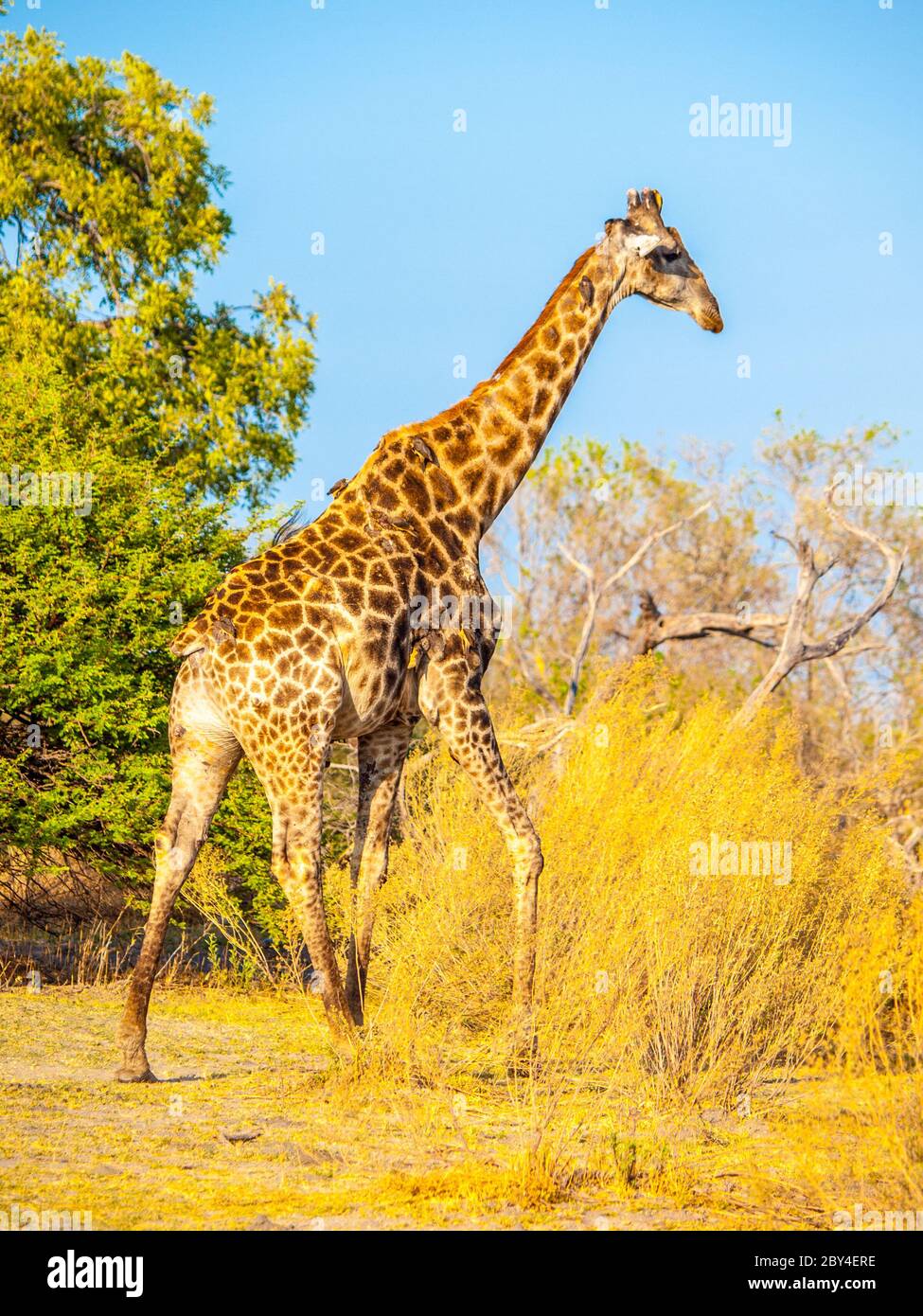 Giraffe in natural habitat of wild savannah. Stock Photo